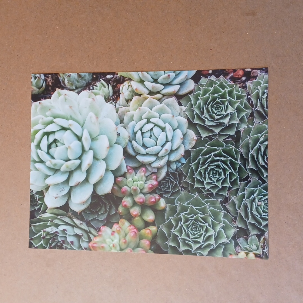 🧩 Succulent Garden Double sided 500 piece puzzle - Picture 4 of 6